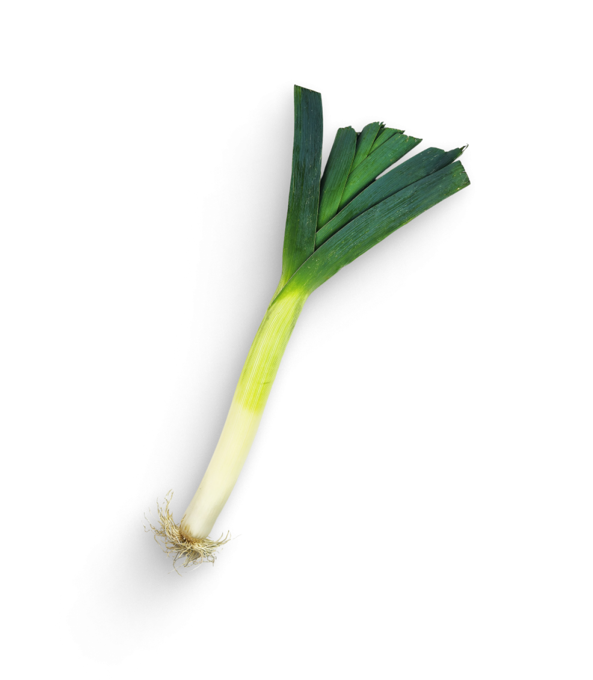 Lauch