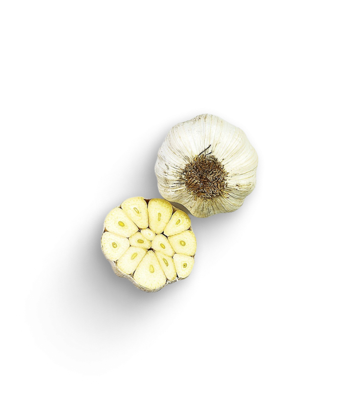 Knoblauch