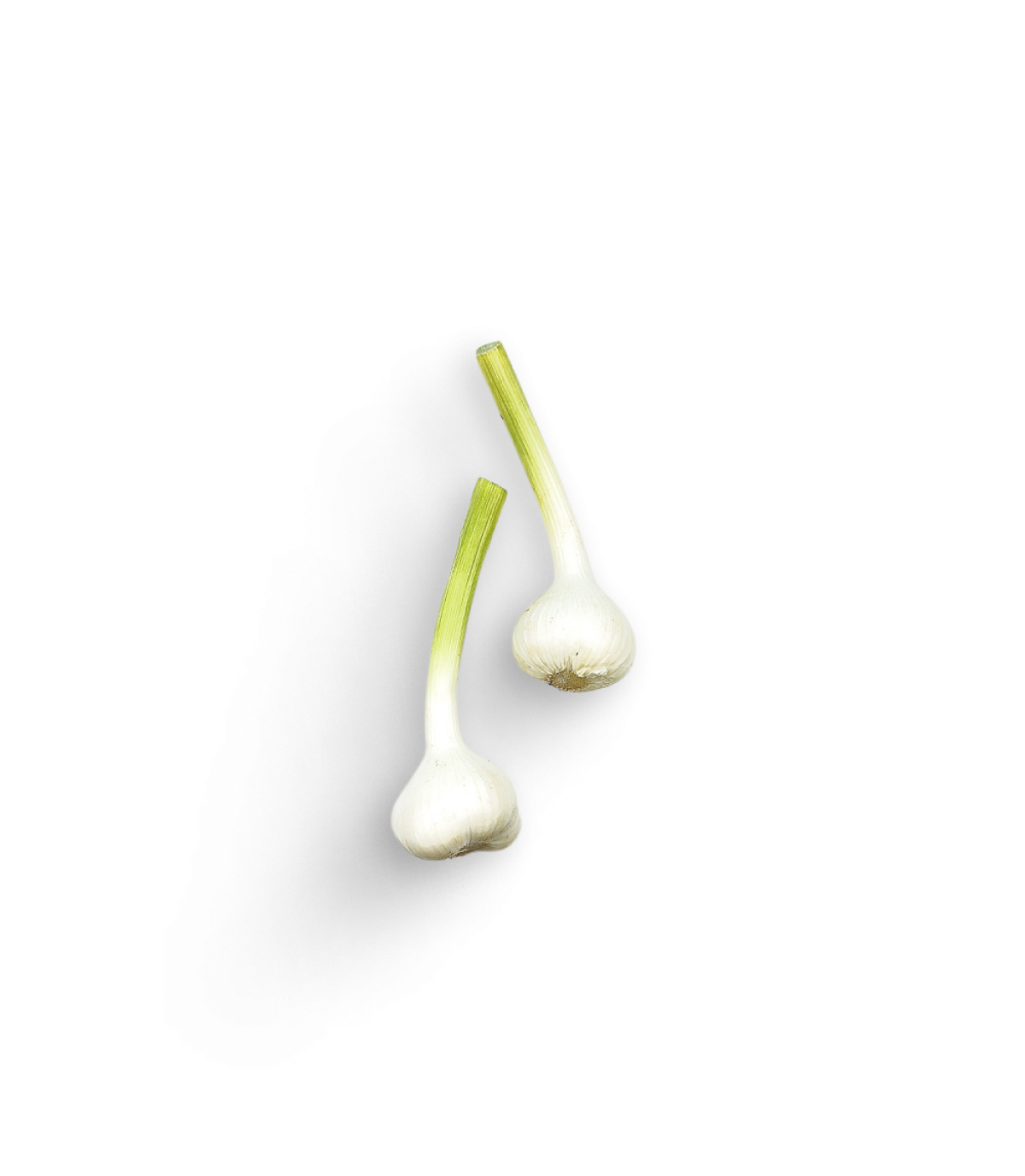 Frischer Knoblauch