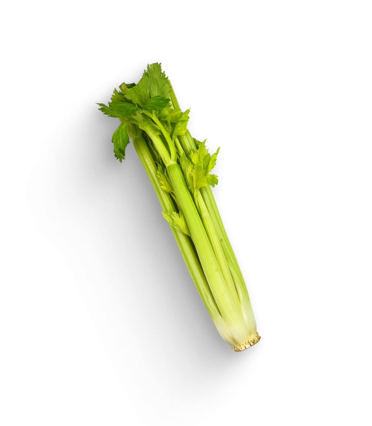 Stangensellerie
