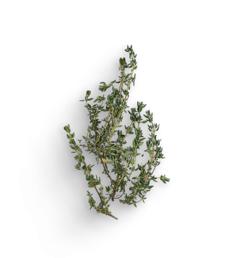Thymian (Bund)