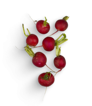 Radieschen