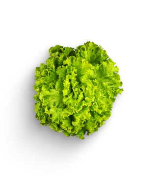 Grüner Batavia