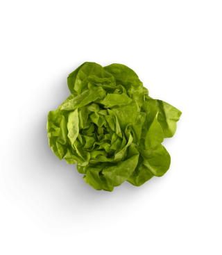 Kopfsalat