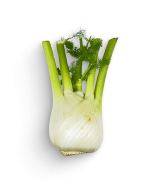Fenchel