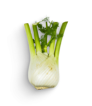 Fenchel