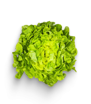 Grüner Eichblattsalat