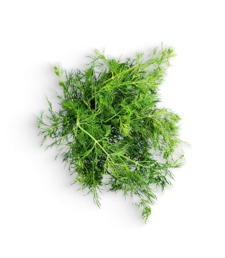 Dill (Bund)