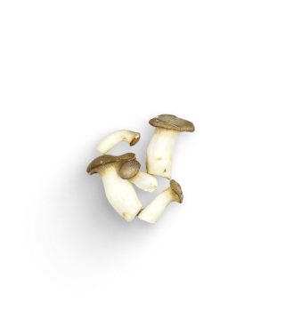 Kräuterseitlinge